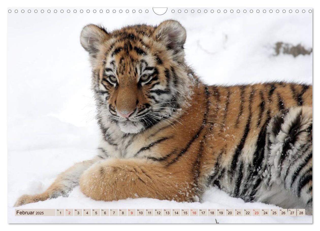 Bild: 9783435738533 | Tiger. Gestreift, wild u. schön (Wandkalender 2025 DIN A3 quer),...