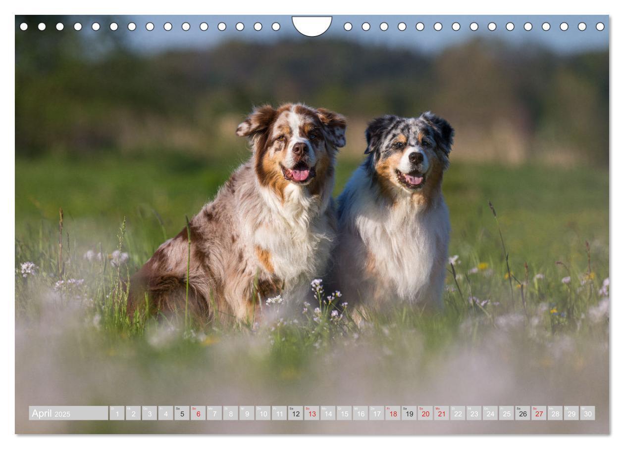 Bild: 9783435547548 | Australian Shepherd 2025 (Wandkalender 2025 DIN A4 quer), CALVENDO...