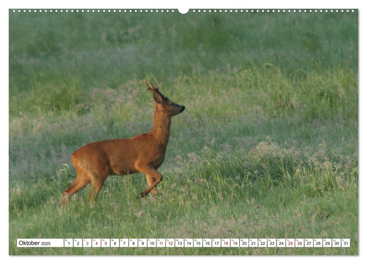 Bild: 9783435339426 | Anmut mit sanften Augen - Rehwild in der freien Natur (hochwertiger...