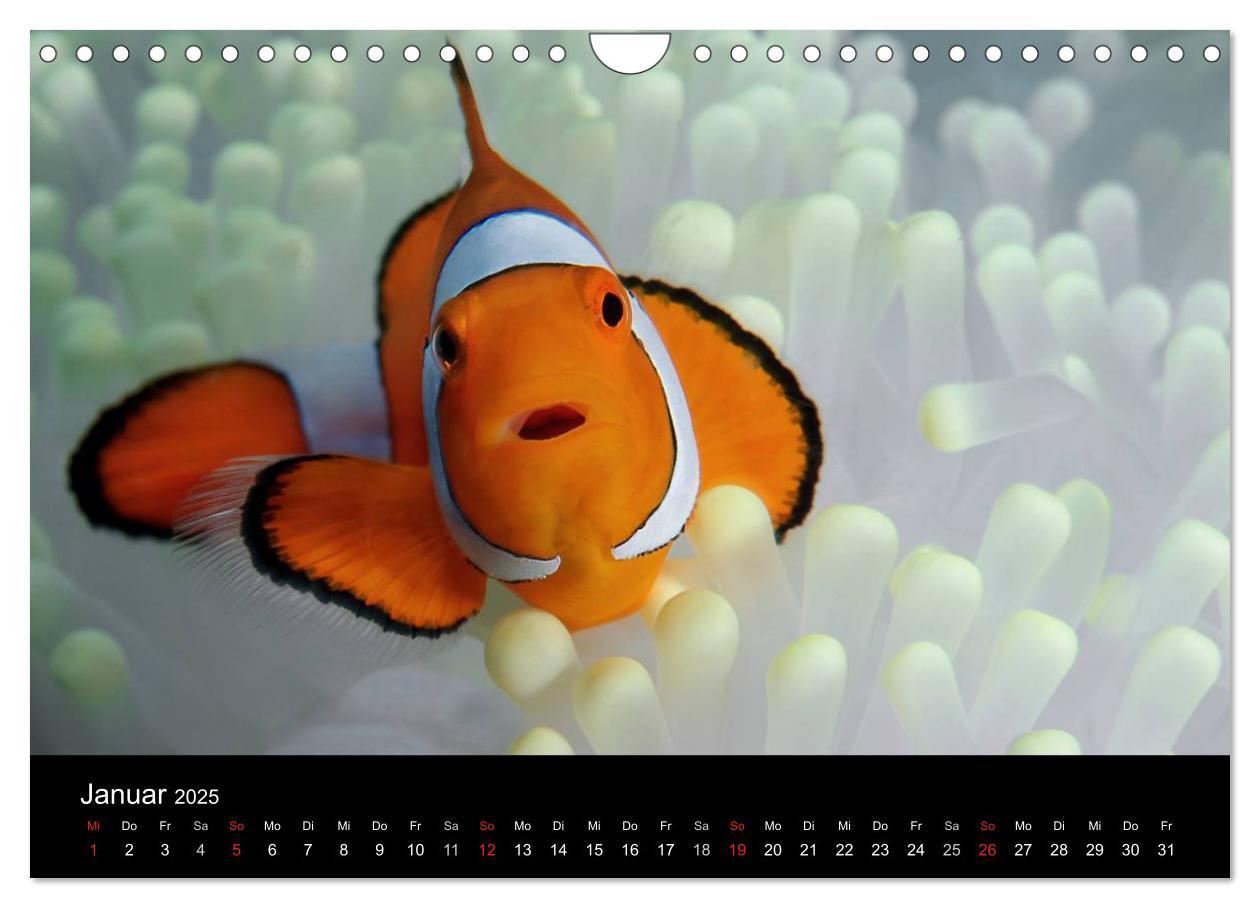 Bild: 9783435661916 | Unterwasser (Wandkalender 2025 DIN A4 quer), CALVENDO Monatskalender