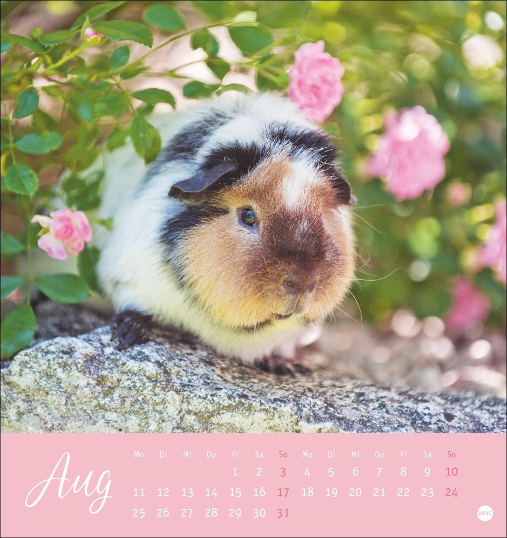 Bild: 9783756407101 | Kuschelige Meerschweinchen Postkartenkalender 2025 | Monika Wegler