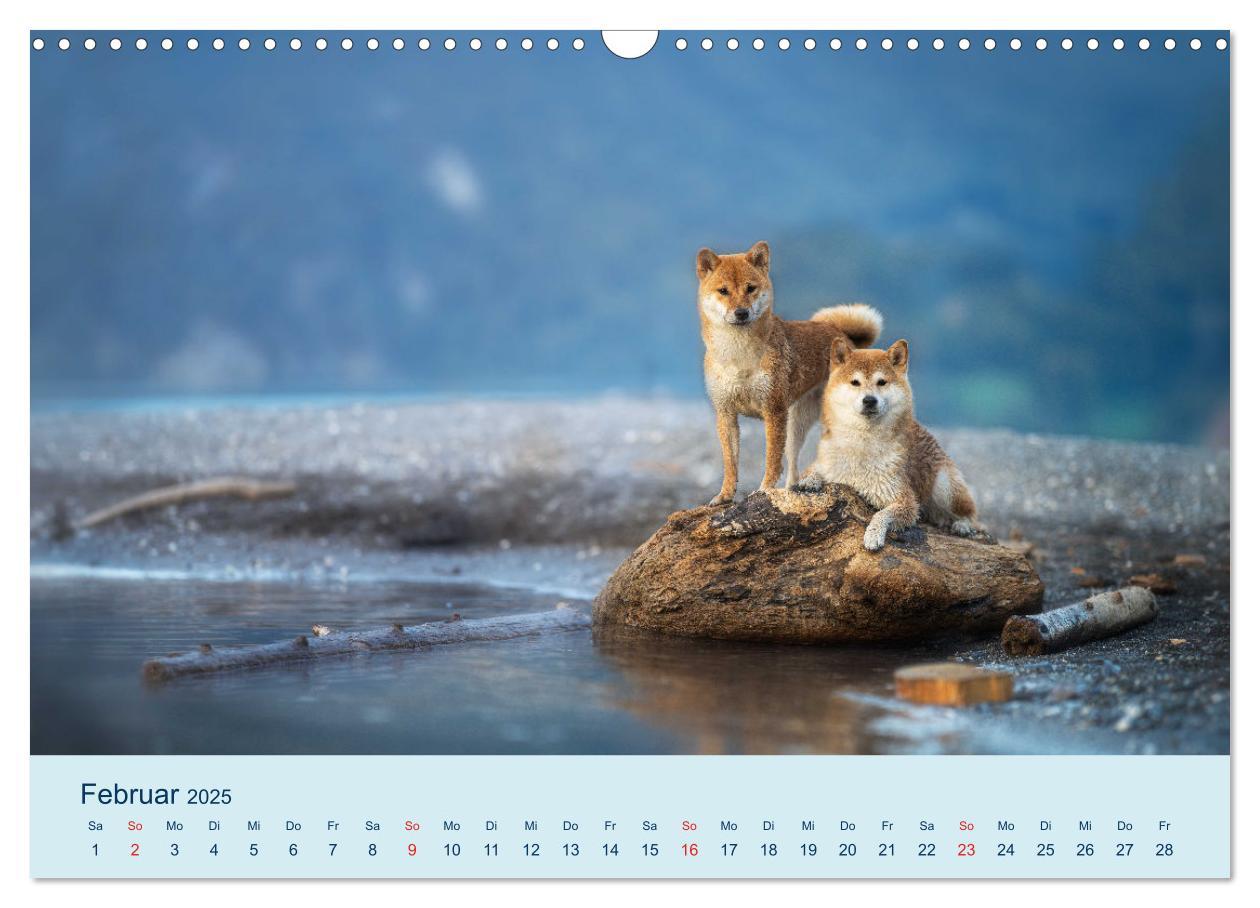 Bild: 9783457234143 | Shiba Inu - mutig, treu, selbstbewusst (Wandkalender 2025 DIN A3...