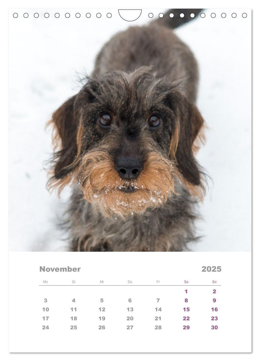 Bild: 9783435892846 | Dackel(augen)blicke (Wandkalender 2025 DIN A4 hoch), CALVENDO...