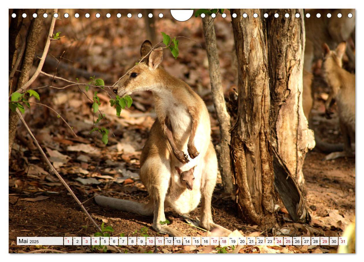 Bild: 9783435252619 | Australien - Northern Territory (Wandkalender 2025 DIN A4 quer),...