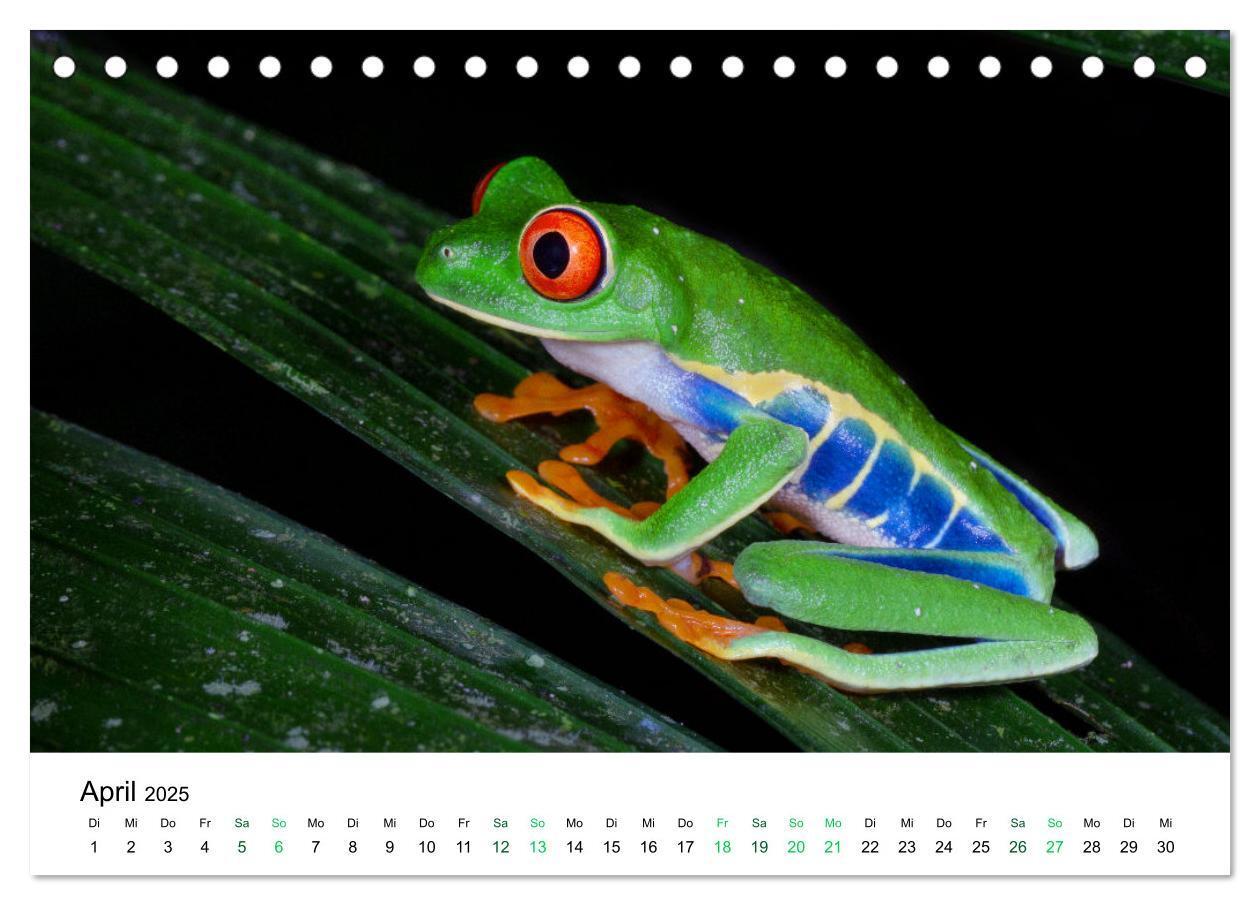 Bild: 9783383977138 | Costa Rica - Tropische Tierwelt (Tischkalender 2025 DIN A5 quer),...