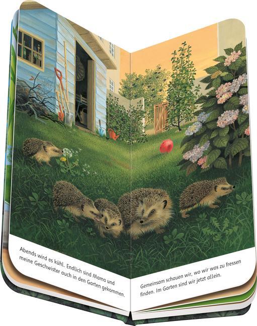 Bild: 9783473418435 | Ich bin der kleine Igel | Gisela Stottele | Buch | Naturstart | 16 S.