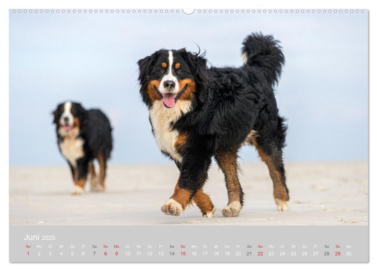 Bild: 9783435659012 | Liebling BERNER SENNENHUND (Wandkalender 2025 DIN A2 quer),...