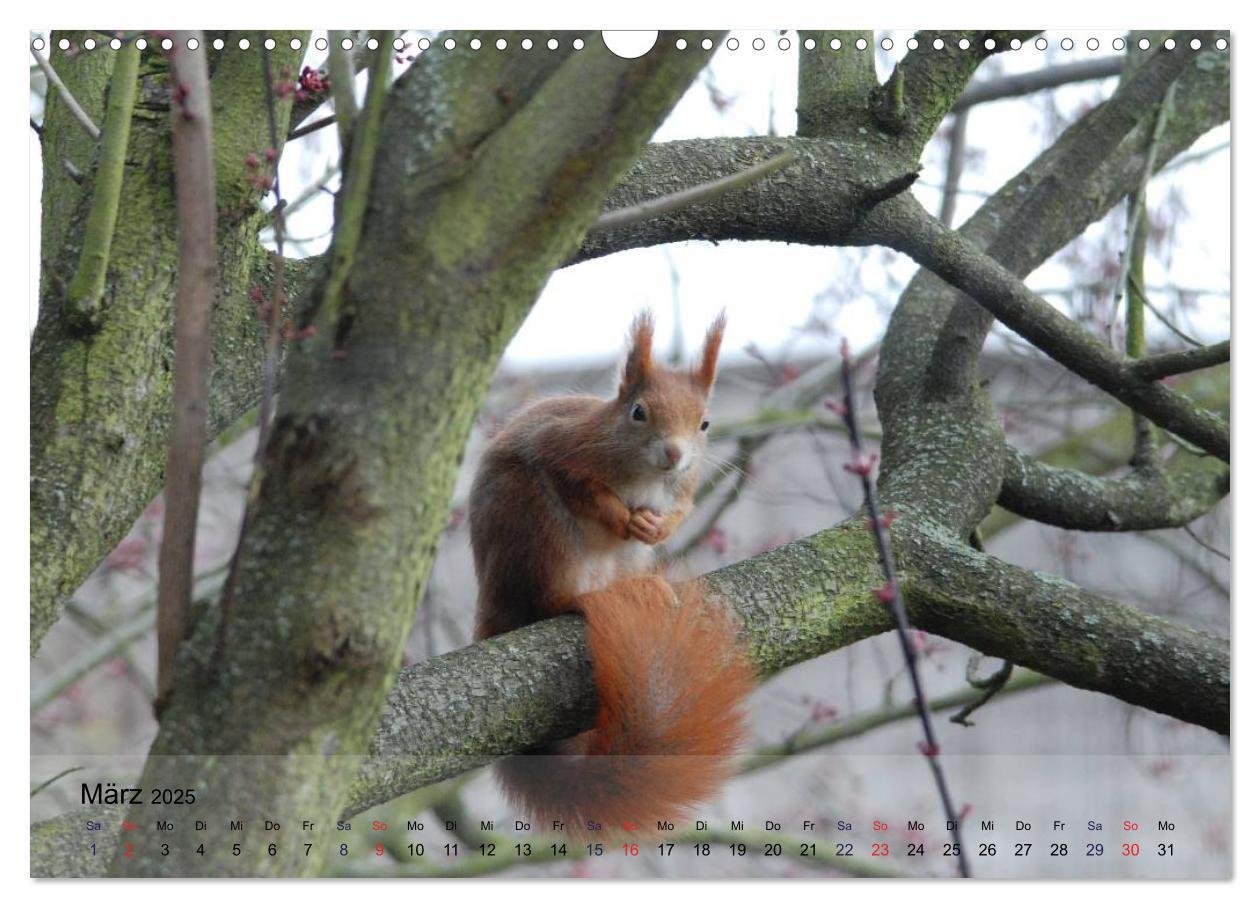 Bild: 9783435586936 | Spaß mit Eichhörnchen! (Wandkalender 2025 DIN A3 quer), CALVENDO...