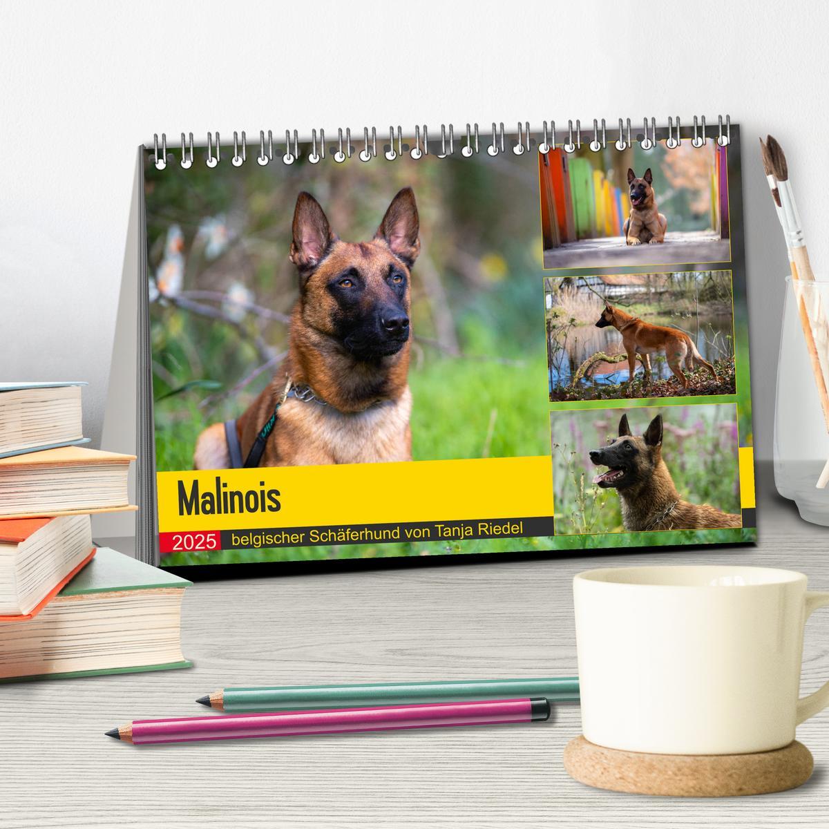 Bild: 9783435144457 | Malinois - belgischer Schäferhund (Tischkalender 2025 DIN A5 quer),...