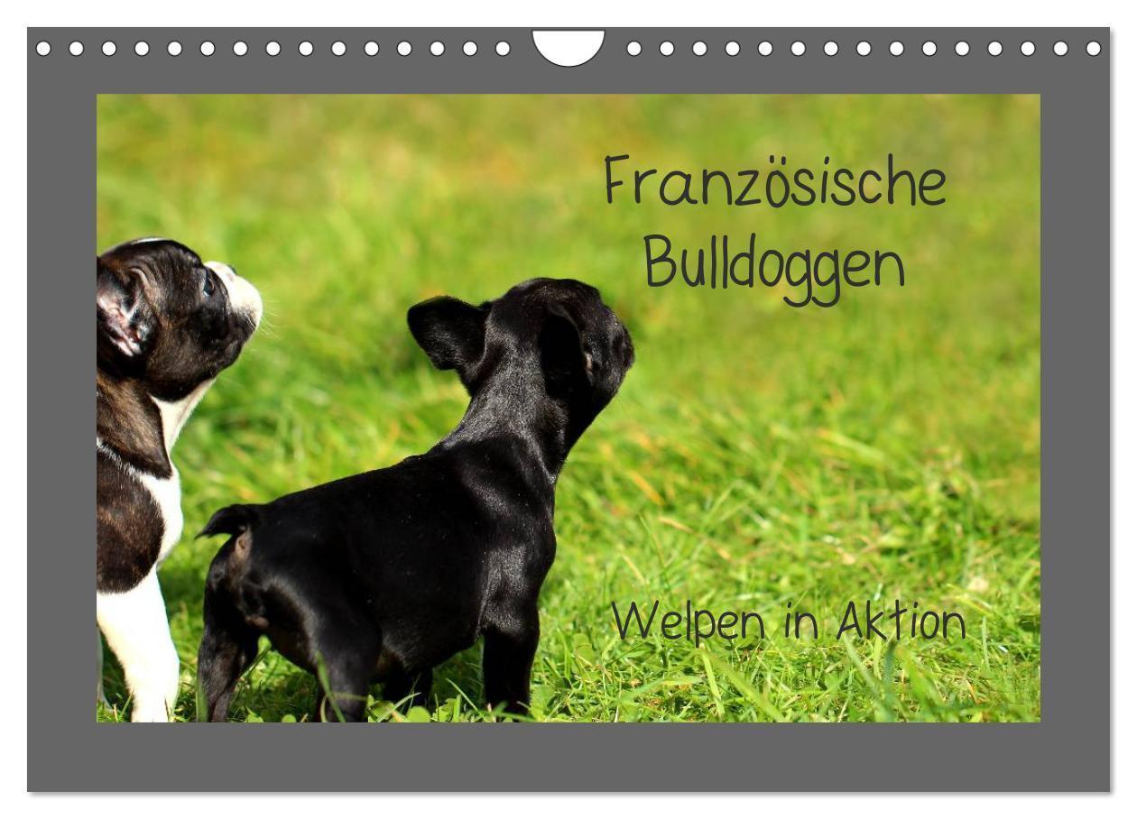 Cover: 9783435840908 | Französische Bulldoggen (Wandkalender 2025 DIN A4 quer), CALVENDO...