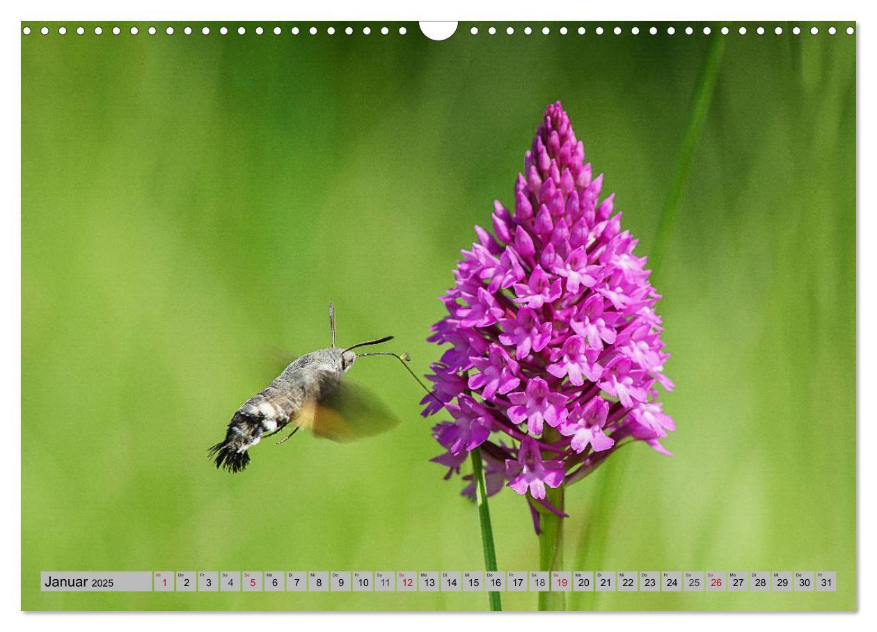 Bild: 9783435536528 | Orchideenwiese 2025 (Wandkalender 2025 DIN A3 quer), CALVENDO...