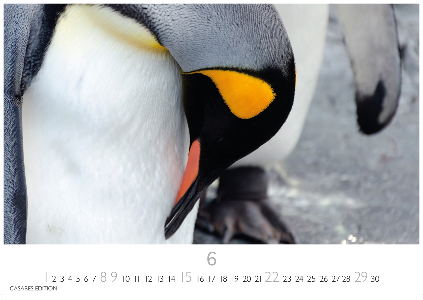 Bild: 9781835241219 | Pinguine 2025 S 24x35cm | Kalender | 14 S. | Deutsch | 2025