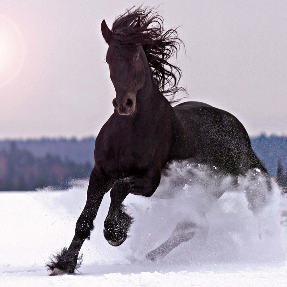 Bild: 9783959294546 | Horses/Pferde 2025 | Kalender 2025 | Kalender | Drahtheftung | 28 S.