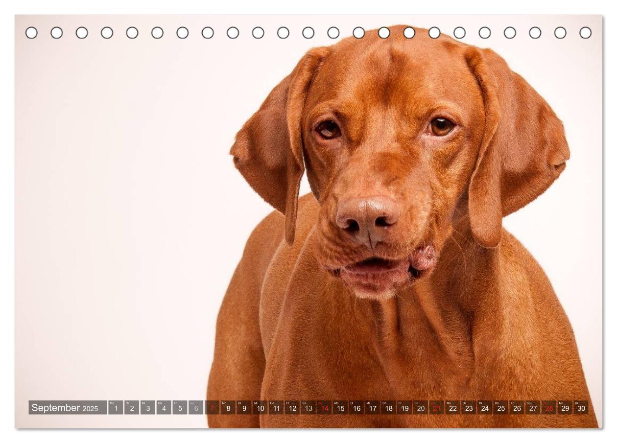 Bild: 9783435501885 | Der Vizsla 2025 (Tischkalender 2025 DIN A5 quer), CALVENDO...