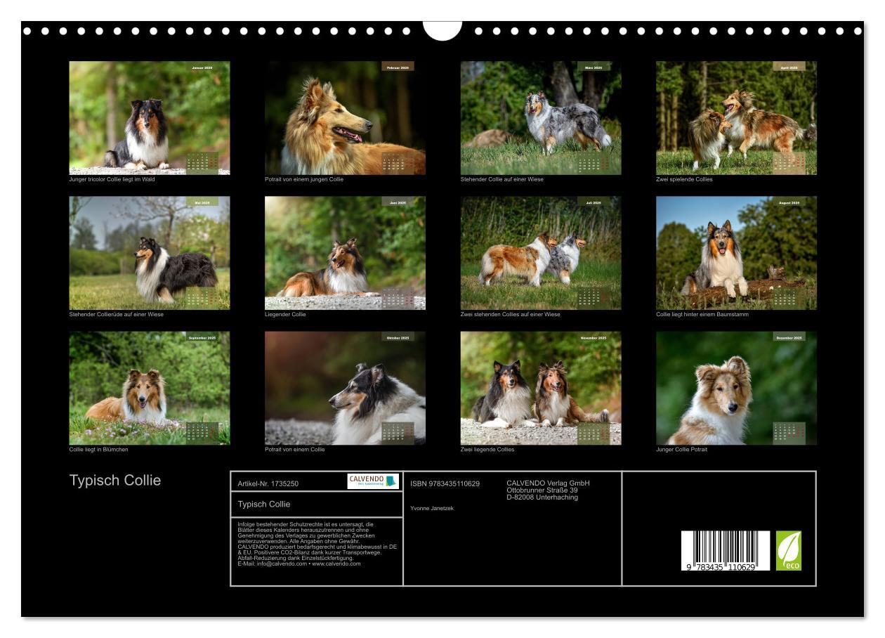 Bild: 9783435110629 | Typisch Collie (Wandkalender 2025 DIN A3 quer), CALVENDO...