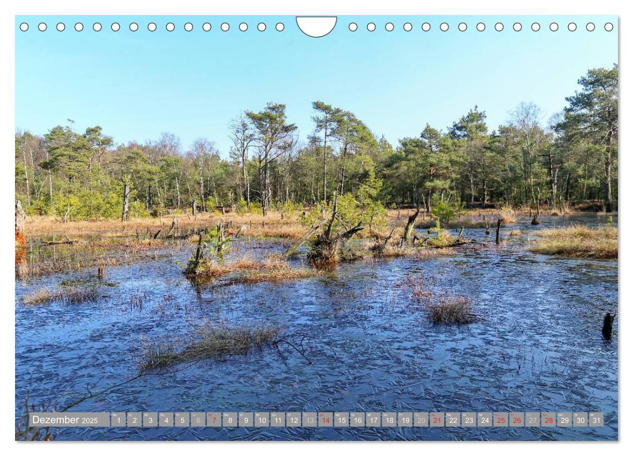 Bild: 9783435465200 | Pietzmoor - ein Hochmoor in der Lüneburger Heide (Wandkalender 2025...