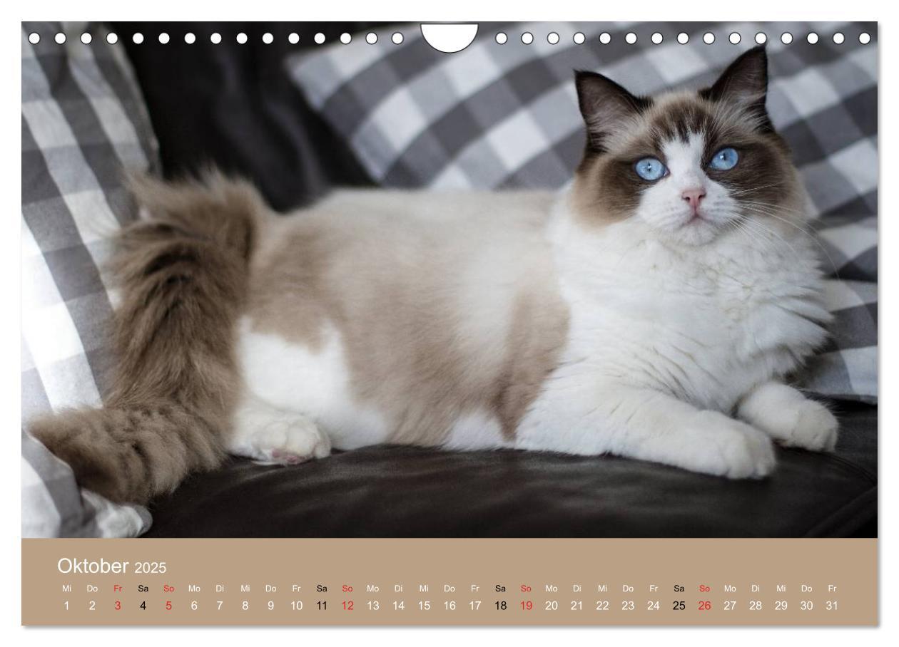 Bild: 9783435492268 | Verliebt in Ragdolls ... die sanfte Katzenrasse (Wandkalender 2025...