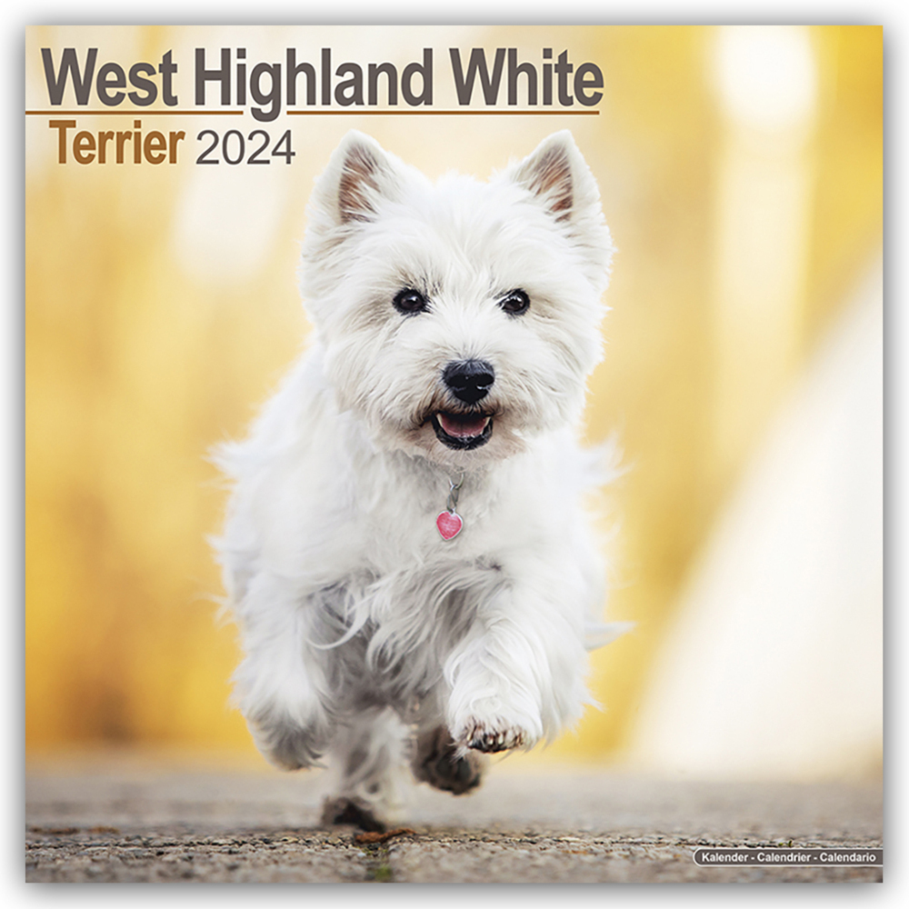 Cover: 9781804601044 | West Highland White Terrier - Westies 2024 - 16-Monatskalender | Ltd