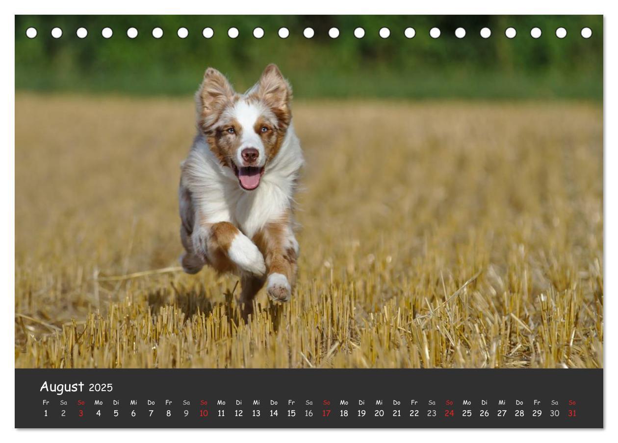 Bild: 9783435581344 | Australian Shepherd - Augenblicke (Tischkalender 2025 DIN A5 quer),...