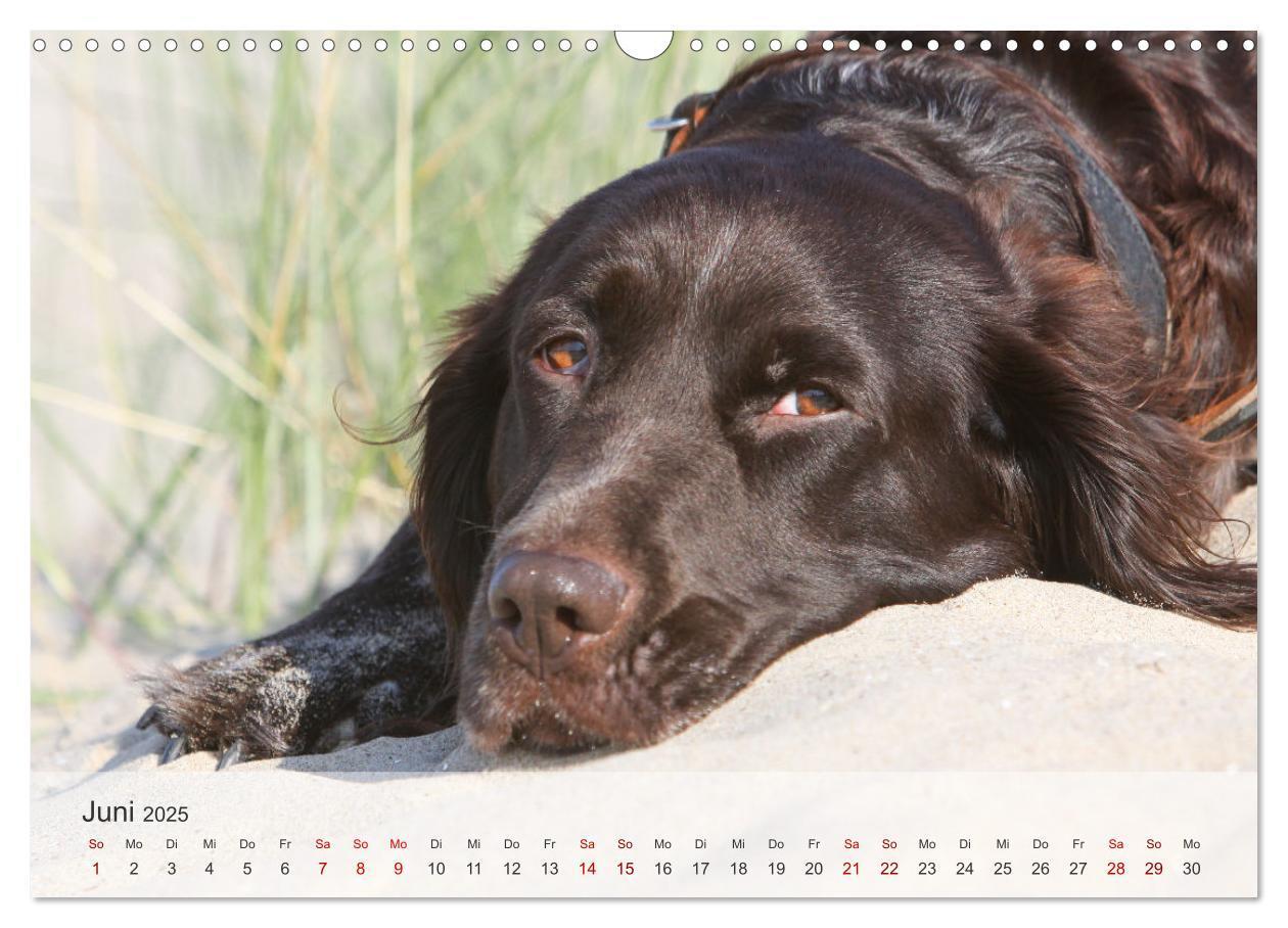 Bild: 9783457145739 | Der kleine Münsterländer (Wandkalender 2025 DIN A3 quer), CALVENDO...