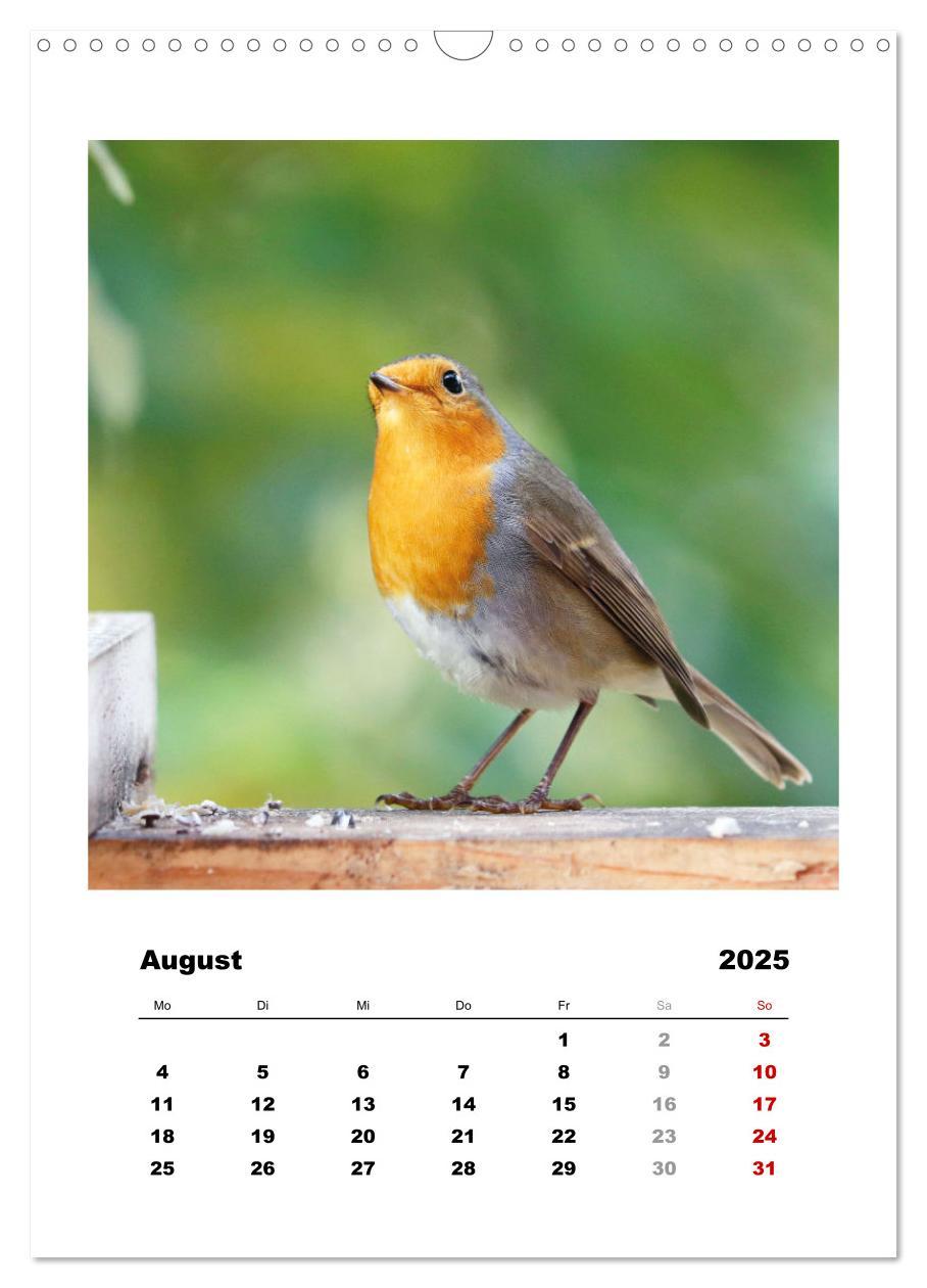 Bild: 9783435929627 | Rotkehlchen, süße kleine Knutschkugeln (Wandkalender 2025 DIN A3...