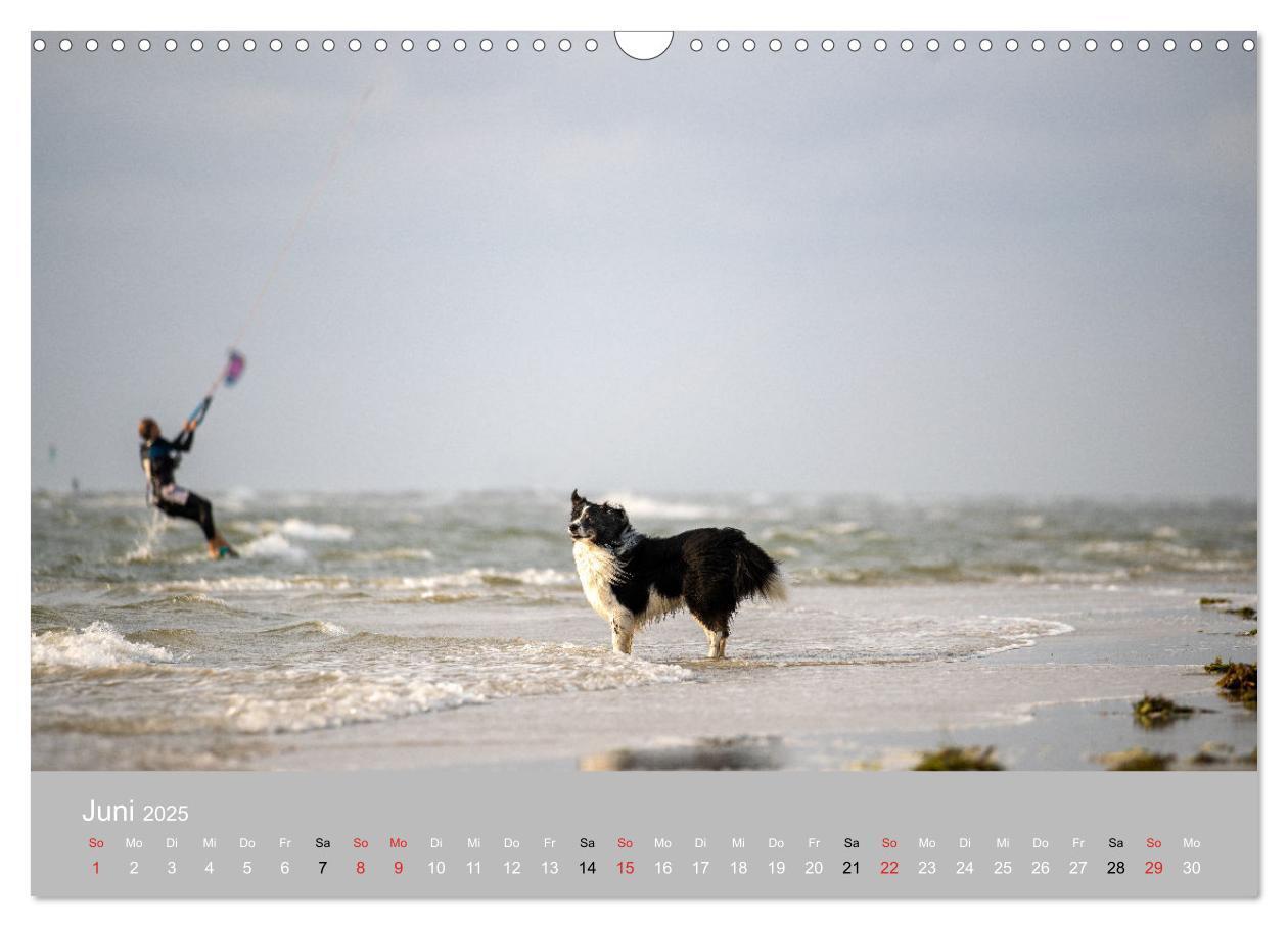 Bild: 9783435672875 | Australian Shepherd 2025 (Wandkalender 2025 DIN A3 quer), CALVENDO...