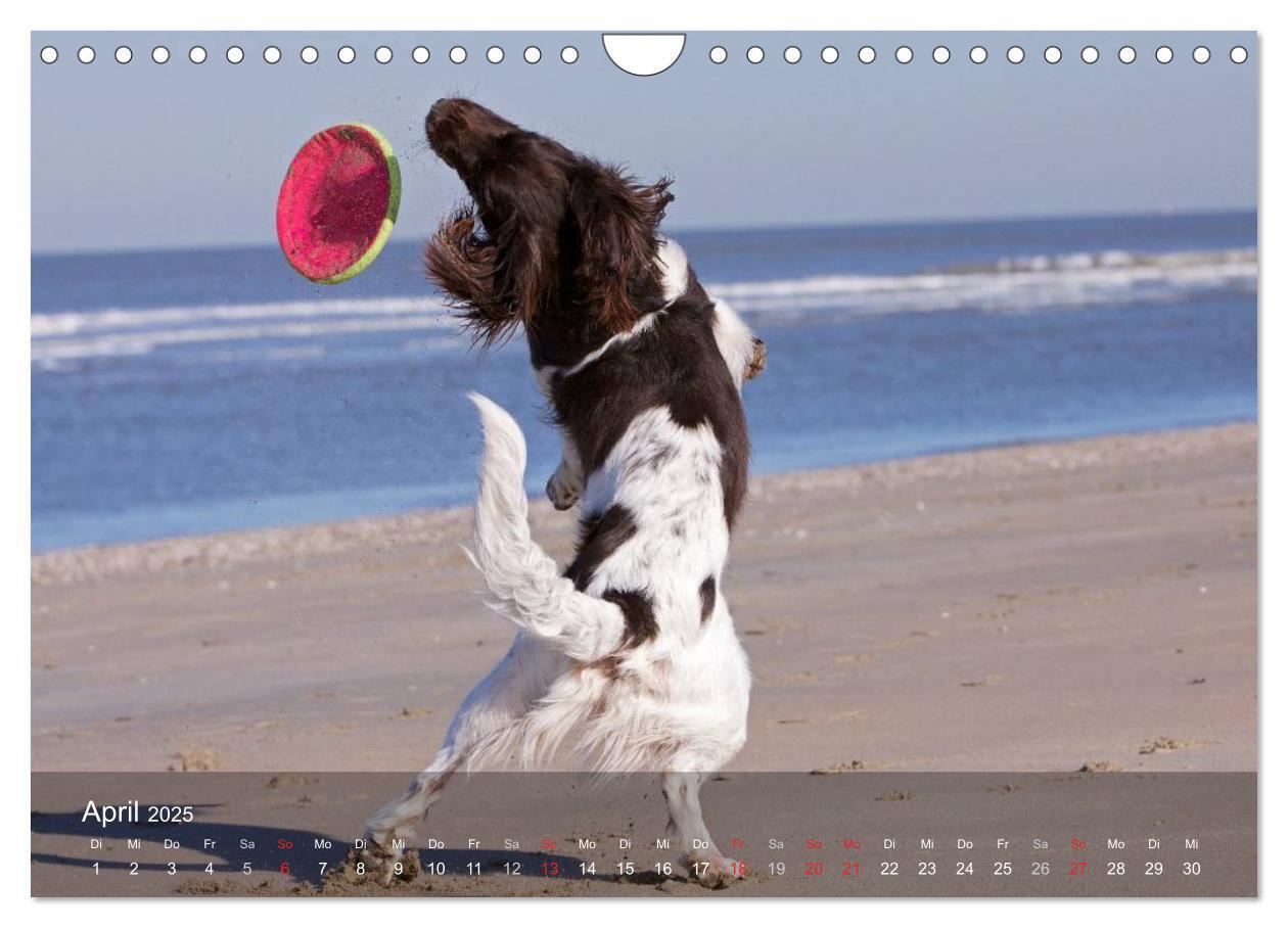 Bild: 9783435633081 | Kleiner Münsterländer Vorstehhund (Wandkalender 2025 DIN A4 quer),...