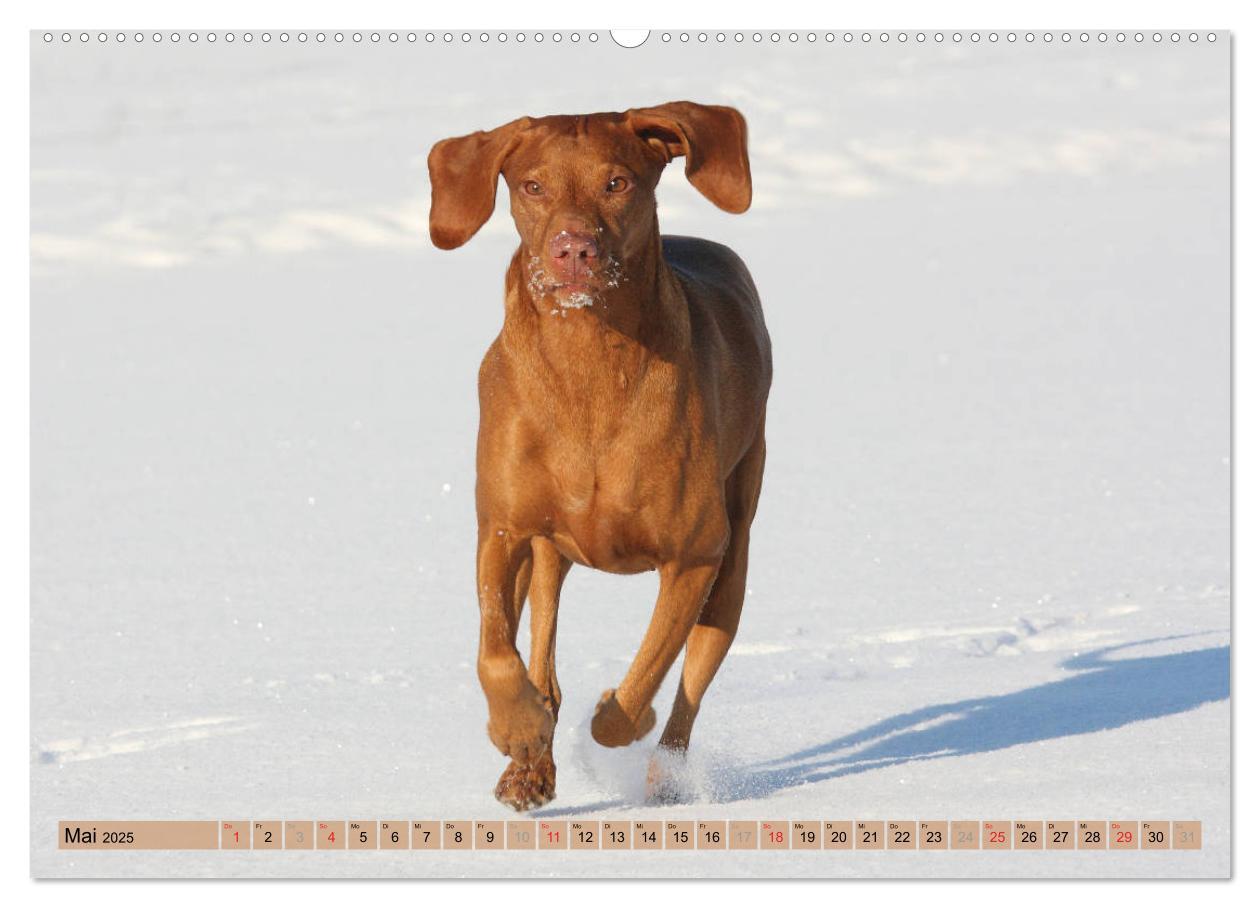 Bild: 9783435794157 | Magyar Vizsla - Vielseitiger Jagdhund mit Familienanschluss...