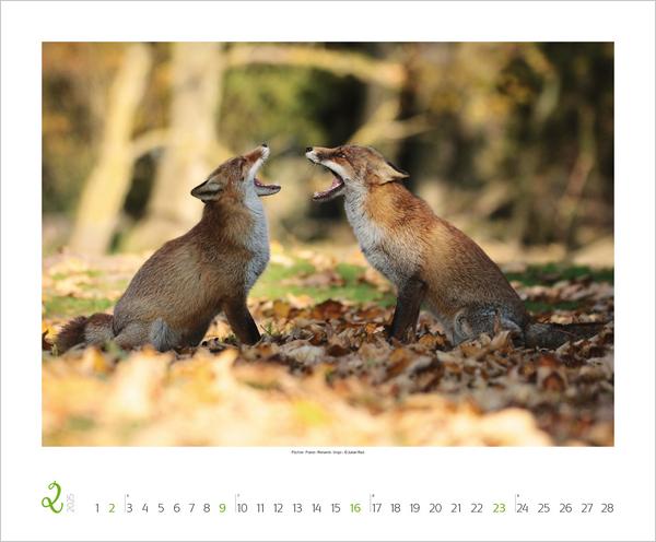 Bild: 9783731879275 | WaldLife 2025 | Verlag Korsch | Kalender | 14 S. | Deutsch | 2025