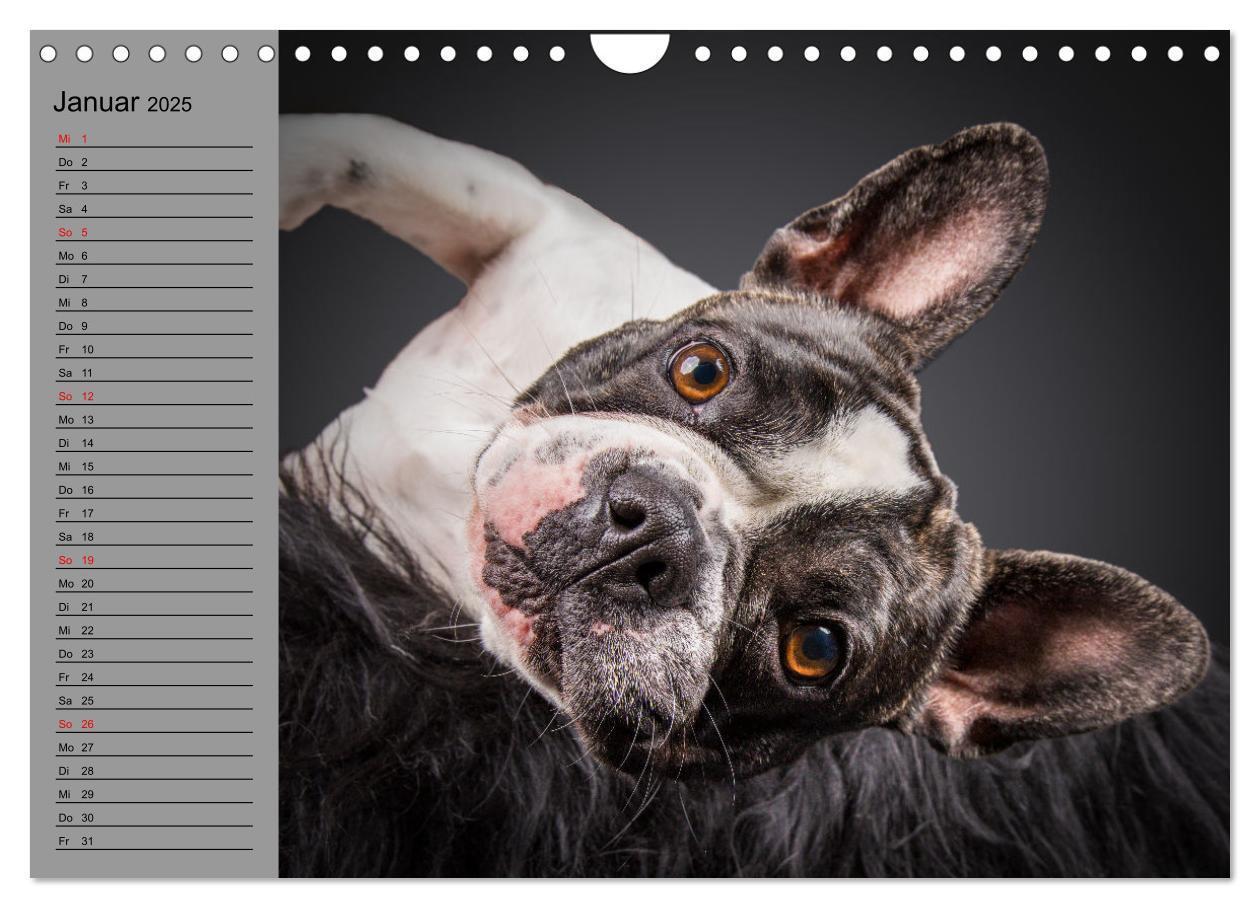 Bild: 9783435031191 | Bullymania - Französische Bulldoggen (Wandkalender 2025 DIN A4...