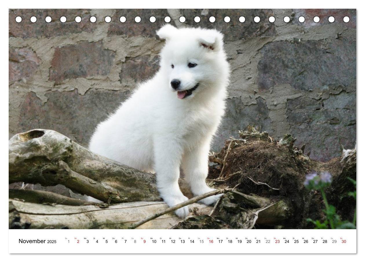 Bild: 9783435718276 | Samojeden Welpen (Tischkalender 2025 DIN A5 quer), CALVENDO...