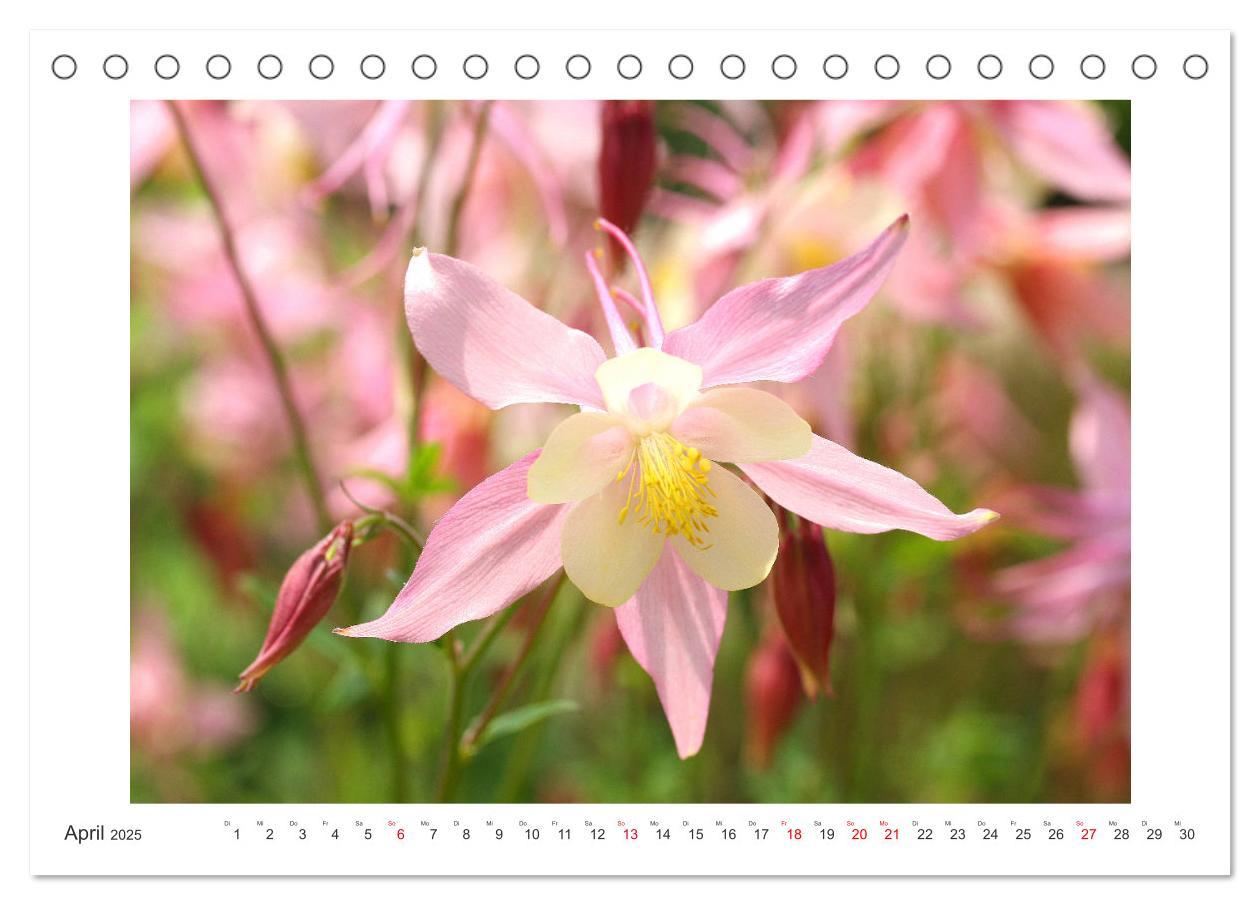 Bild: 9783435329168 | Akeleien im Garten (Tischkalender 2025 DIN A5 quer), CALVENDO...