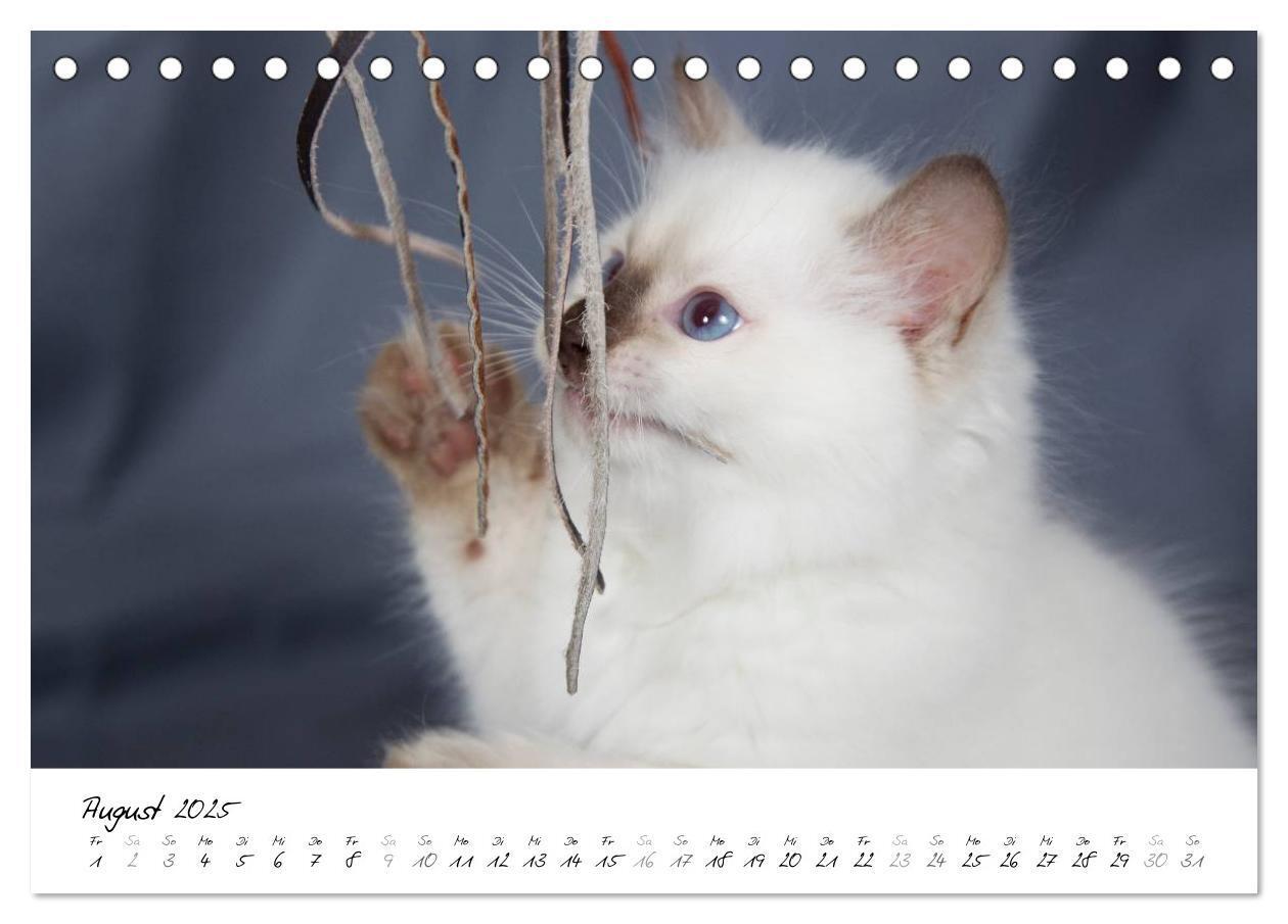 Bild: 9783435755318 | Ragdoll Kitten (Tischkalender 2025 DIN A5 quer), CALVENDO...