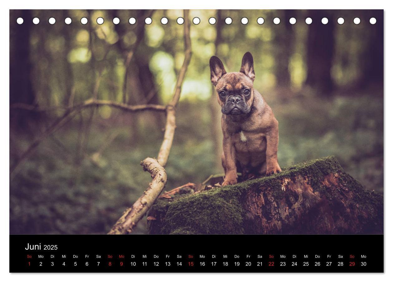 Bild: 9783435298372 | French Bulldog aktiv, verspielt, sportlich (Tischkalender 2025 DIN...