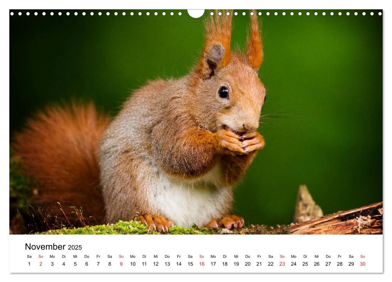 Bild: 9783435311996 | Unsere heimische Tierwelt (Wandkalender 2025 DIN A3 quer), CALVENDO...