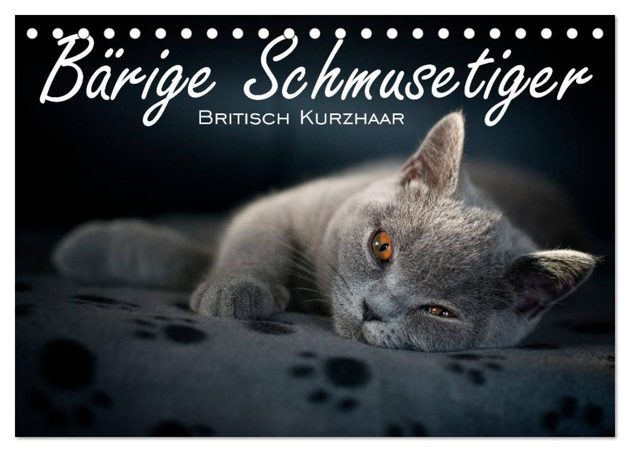 Cover: 9783675904279 | Bärige Schmusetiger - Britisch Kurzhaar (Tischkalender 2024 DIN A5...