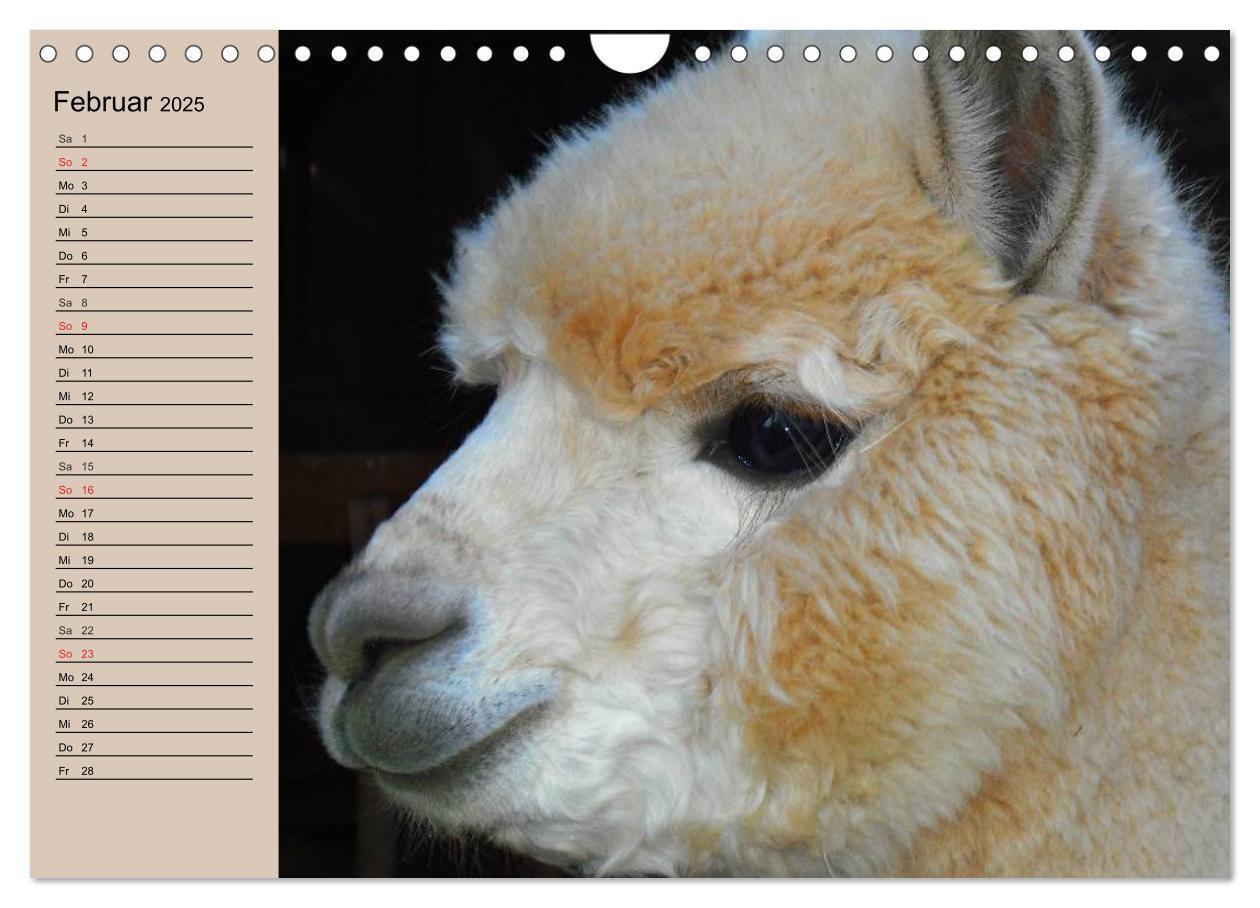 Bild: 9783435547036 | Alpakas und Lamas (Wandkalender 2025 DIN A4 quer), CALVENDO...