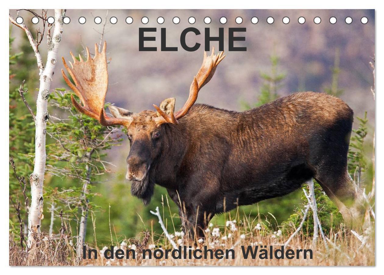 Cover: 9783675470798 | ELCHE In den nördlichen Wäldern (Tischkalender 2024 DIN A5 quer),...