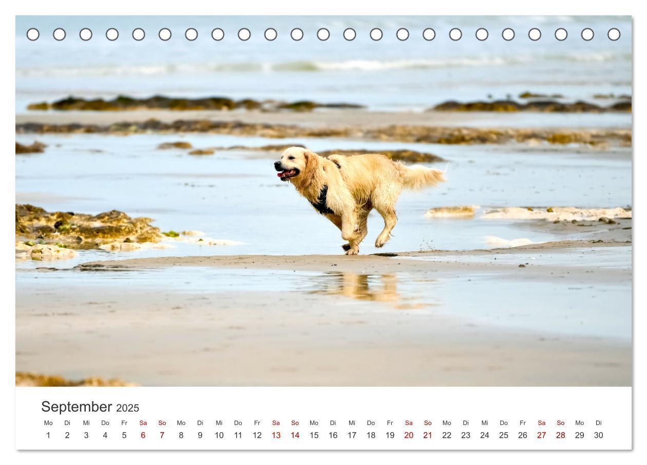 Bild: 9783383941504 | Golden Retriever - Die treuen Begleiter. (Tischkalender 2025 DIN A5...