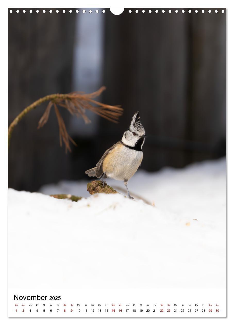 Bild: 9783435891108 | Heimische Vögel in Ihren Gärten (Wandkalender 2025 DIN A3 hoch),...