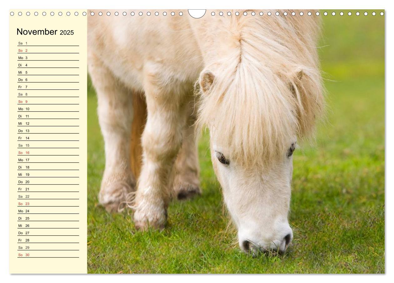 Bild: 9783435651825 | Ponys. Herzensbrecher mit Grips (Wandkalender 2025 DIN A3 quer),...