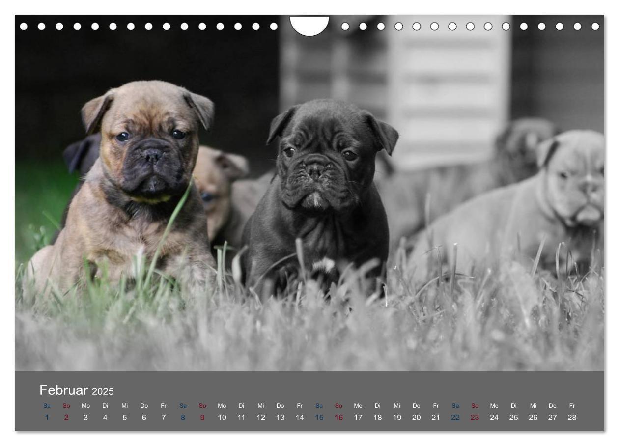 Bild: 9783435761524 | Bulldoggen-Zwerge (Wandkalender 2025 DIN A4 quer), CALVENDO...