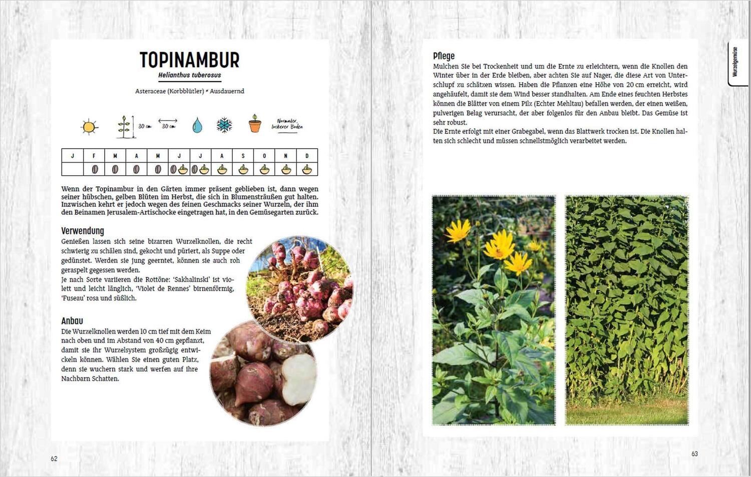 Bild: 9783809444657 | Erntefrisches Wintergemüse selbst anbauen. 34 Pflanzenporträts &amp;...