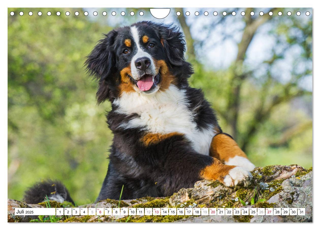 Bild: 9783435315727 | Ein Herz auf 4 Pfoten - Berner Sennenhund (Wandkalender 2025 DIN A4...