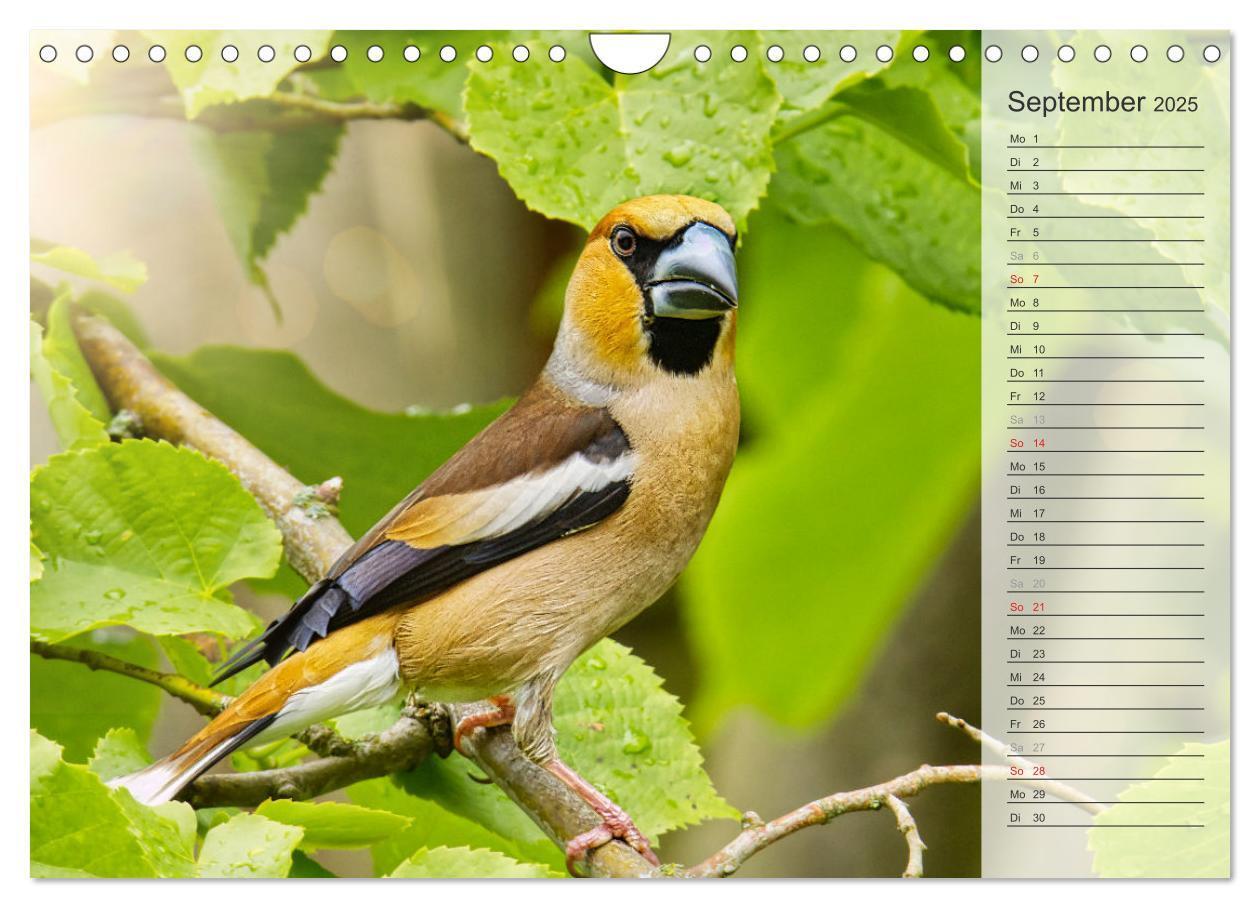Bild: 9783383868689 | Finkenparade (Wandkalender 2025 DIN A4 quer), CALVENDO Monatskalender