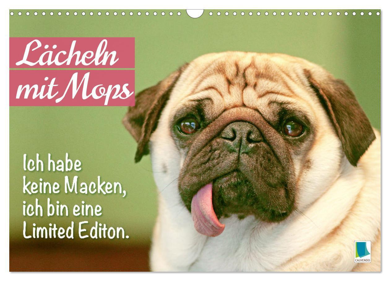 Cover: 9783457167168 | Lächeln mit Mops (Wandkalender 2025 DIN A3 quer), CALVENDO...