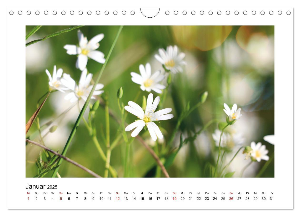 Bild: 9783435078158 | Mein Sehnsuchtsort, die Blumenwiese (Wandkalender 2025 DIN A4...