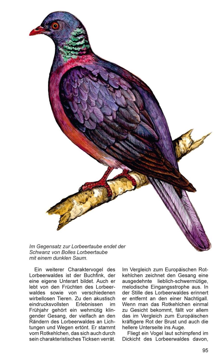 Bild: 9783942999045 | Teneriffa - Blaue Finken - Blütenpracht | Horst Wilkens (u. a.) | Buch