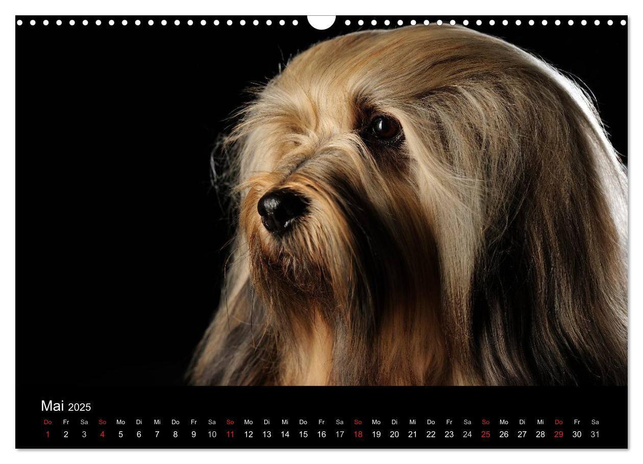 Bild: 9783435742219 | Dogs (Wandkalender 2025 DIN A3 quer), CALVENDO Monatskalender | Noack