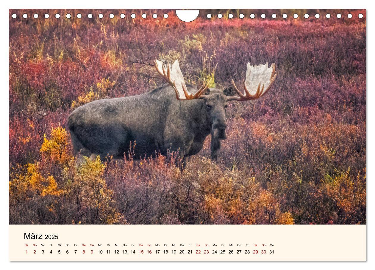 Bild: 9783435129669 | Der Elch - König des Nordens (Wandkalender 2025 DIN A4 quer),...